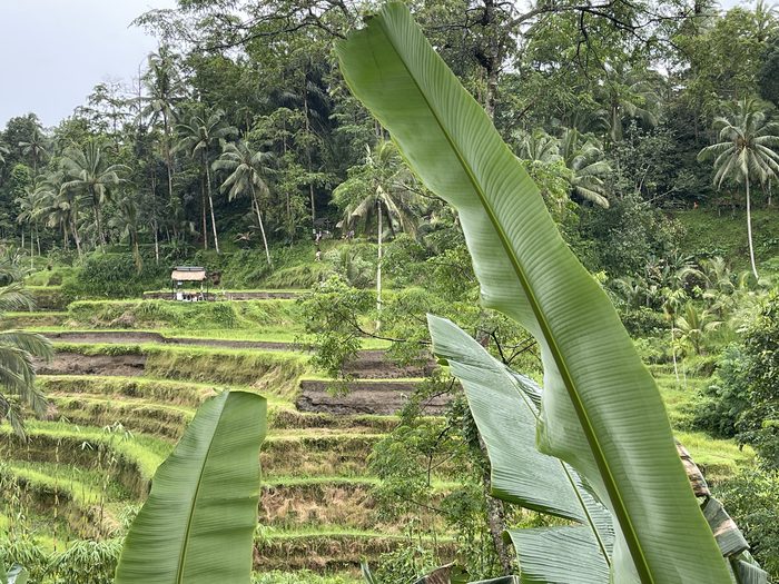 Tegallalang